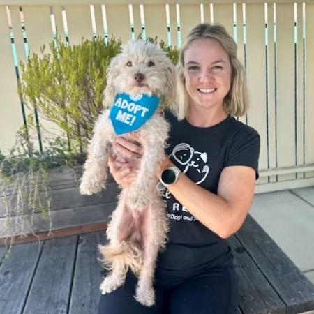 Enlarge Richard Dawson, a Adoptable Poodle in Pacific Grove, CA image 6/6