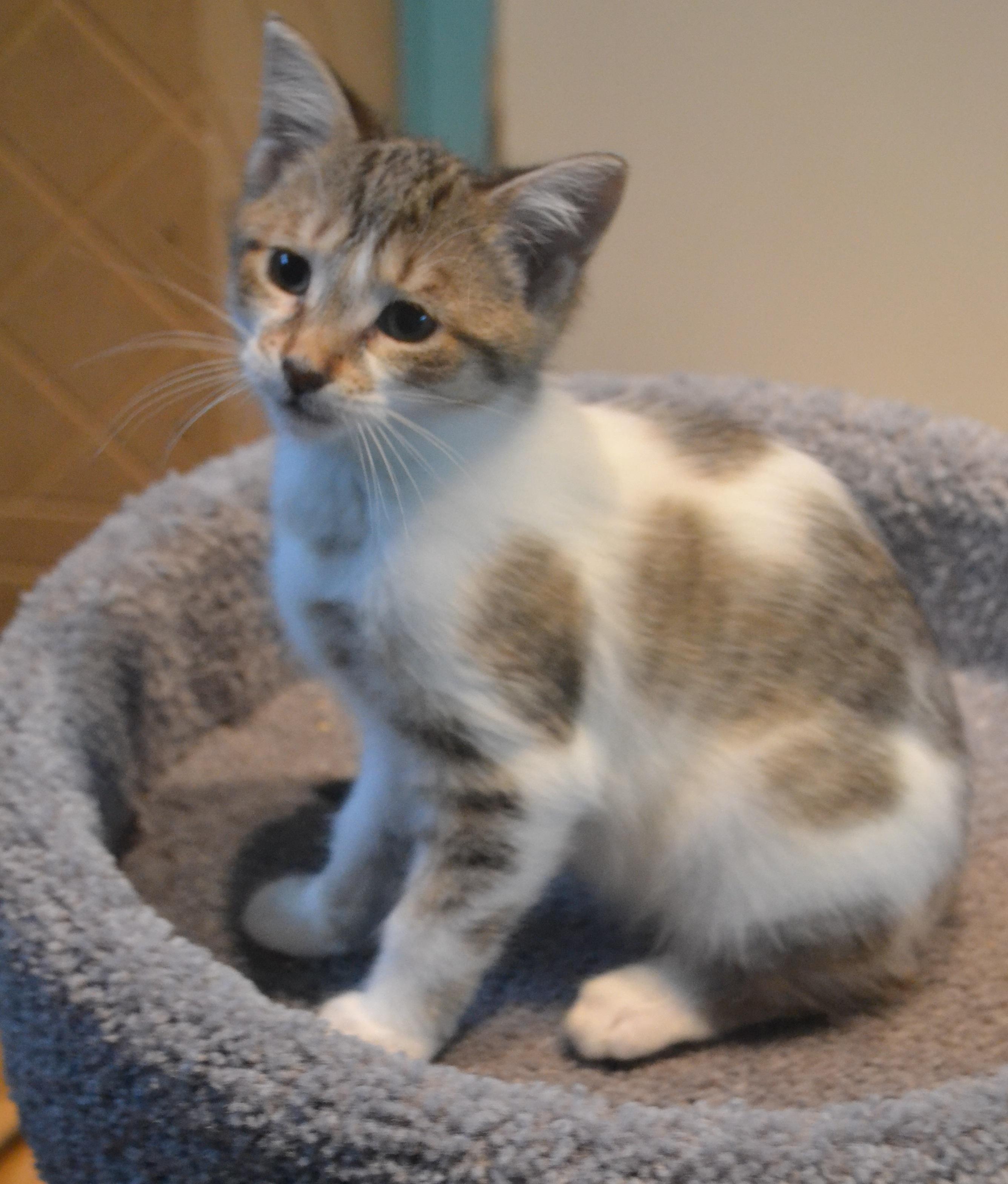 Belinda, Adoptable, Kitten Female Domestic Short Hair.