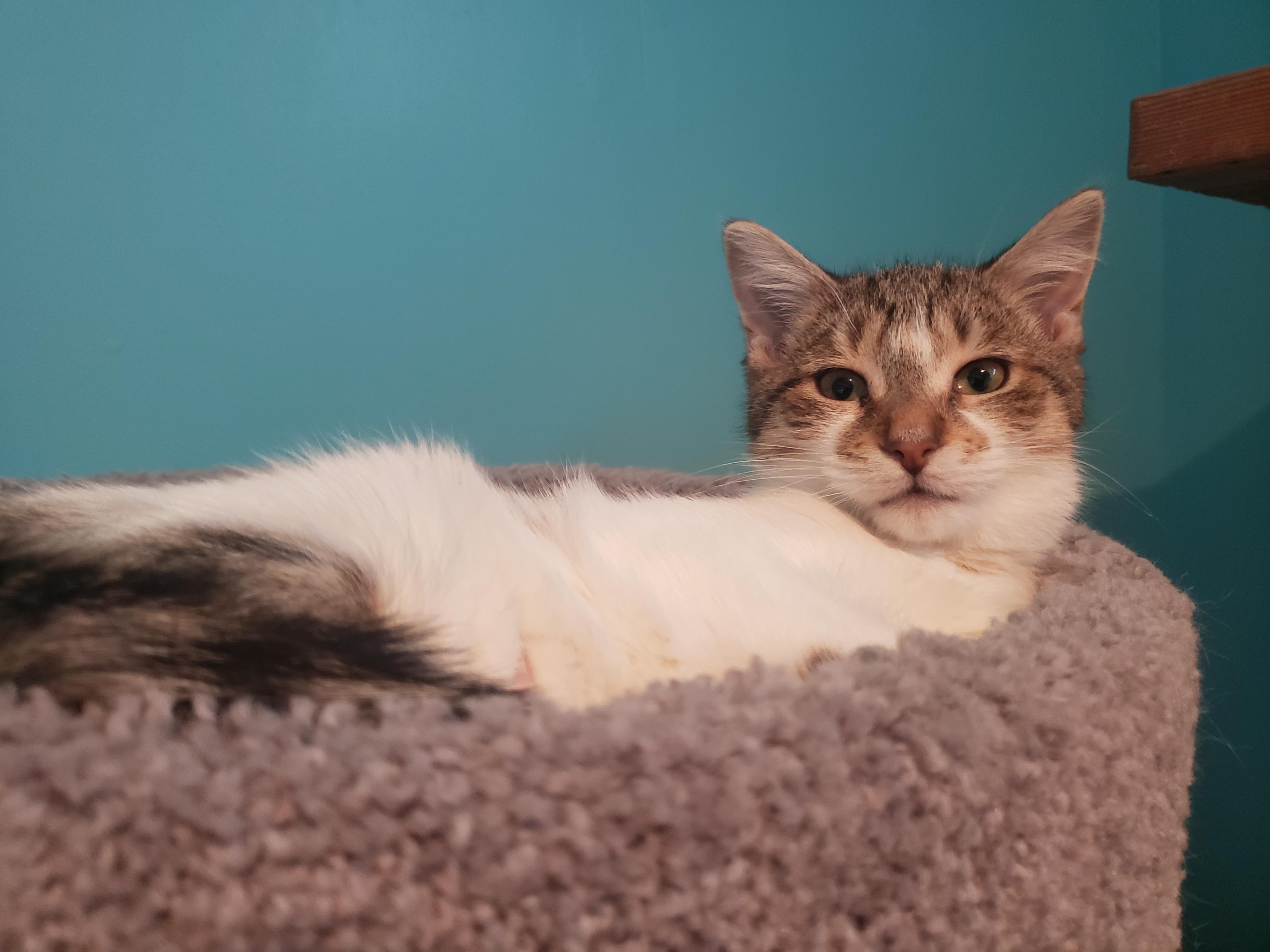 Enlarge Belinda, an adopted Domestic Short Hair in Anjou, QC image 5/5