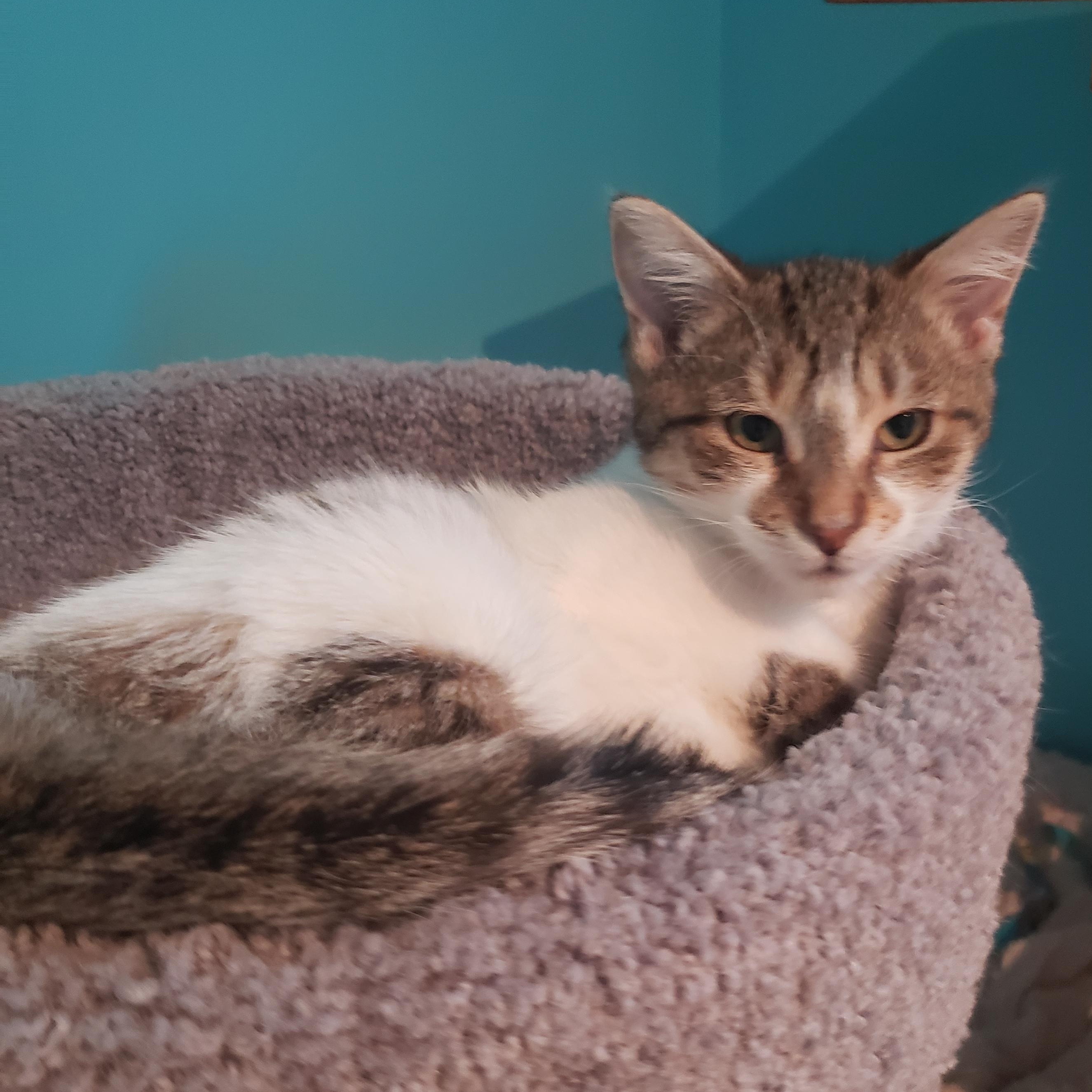 Belinda, Adoptable, Kitten Female Domestic Short Hair.