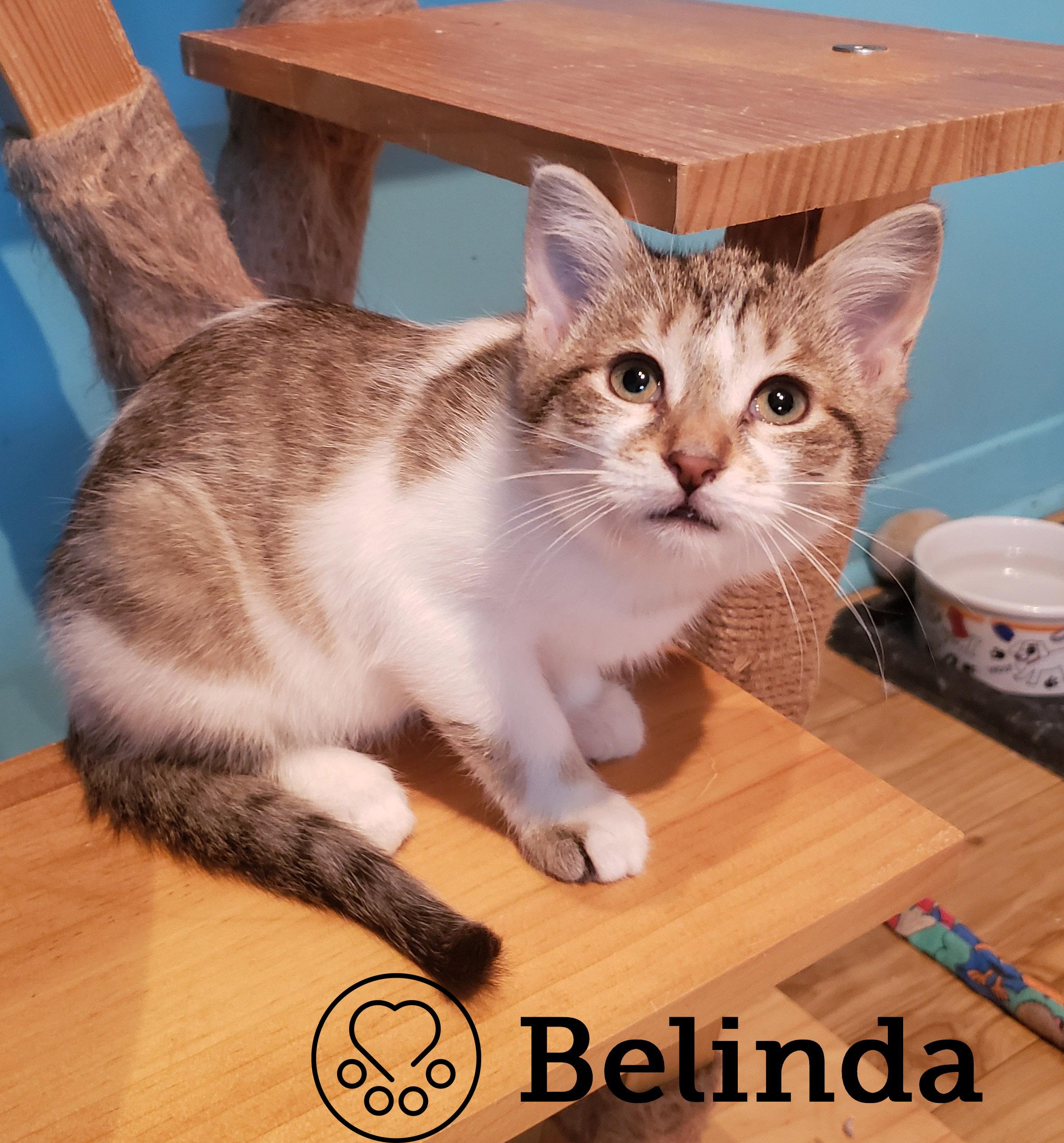 Belinda, a Adoptable Domestic Short Hair image 2/3