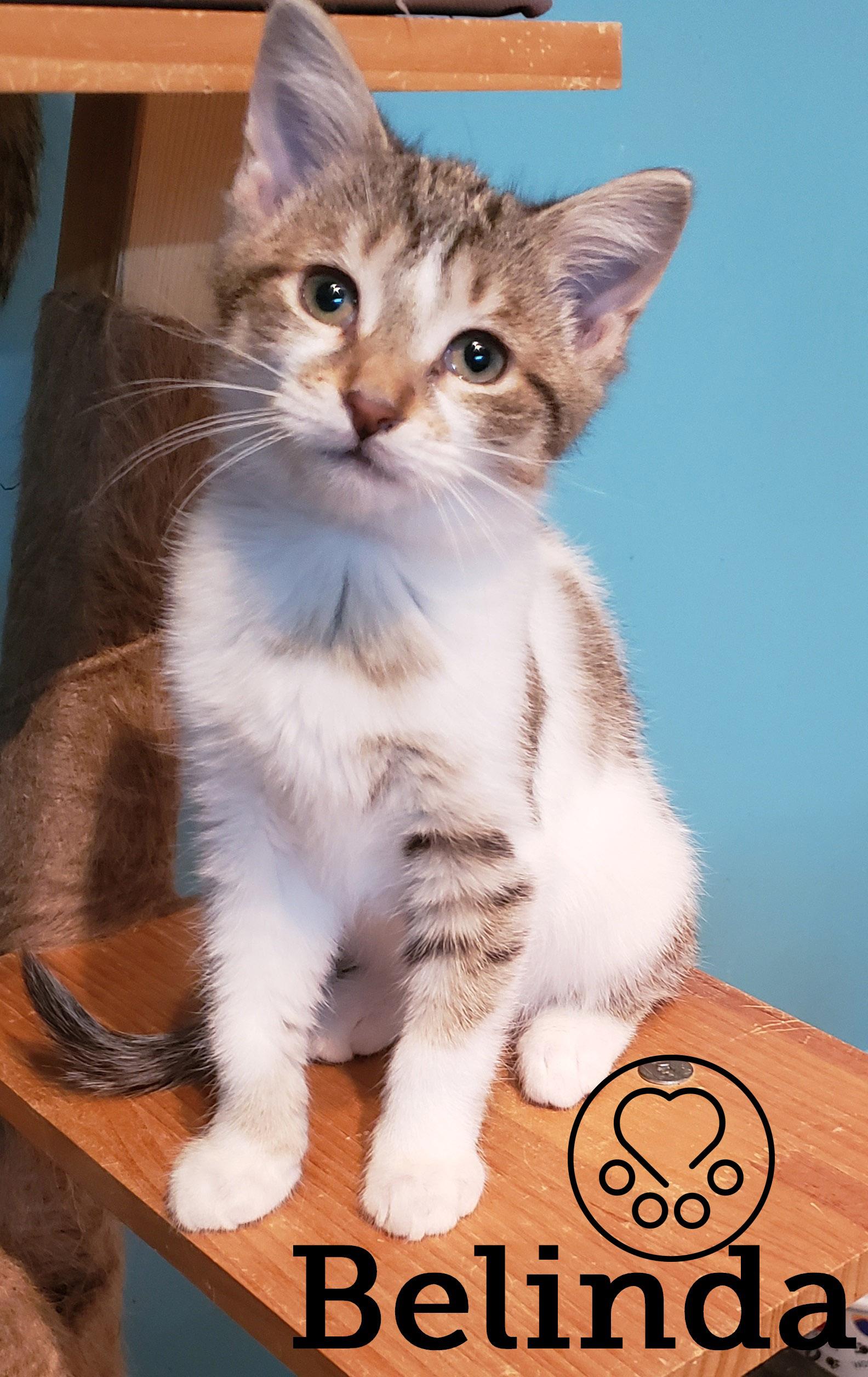 Belinda, a Adoptable Domestic Short Hair image 3/3