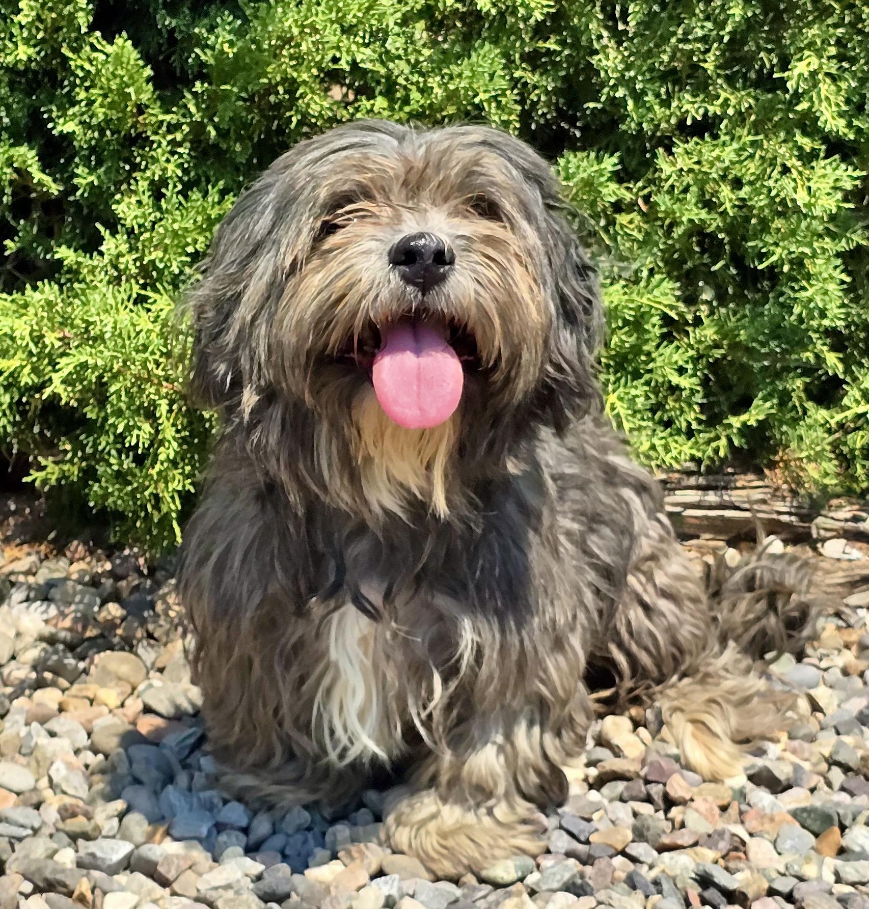 Tempting Lil Mr Twister - BEST of SHOW, adopted, Young Male Shih Tzu.