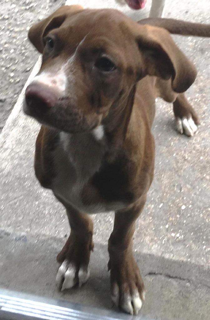 Diesel (fka Magnum) — thumbnail 2