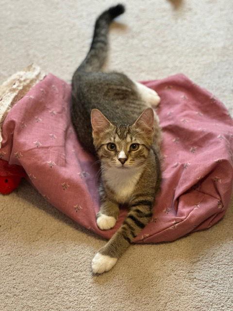 Reed, a Adoptable Domestic Short Hair in Ocean Pines, MD image 1/3