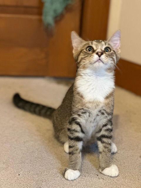 Reed, a Adoptable Domestic Short Hair in Ocean Pines, MD image 2/3