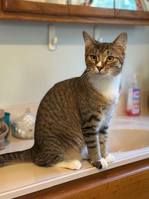 Reed, a Adoptable Domestic Short Hair in Ocean Pines, MD image 3/3