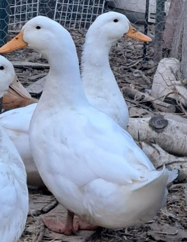 Carmel, Adoptable, Young Male Duck.