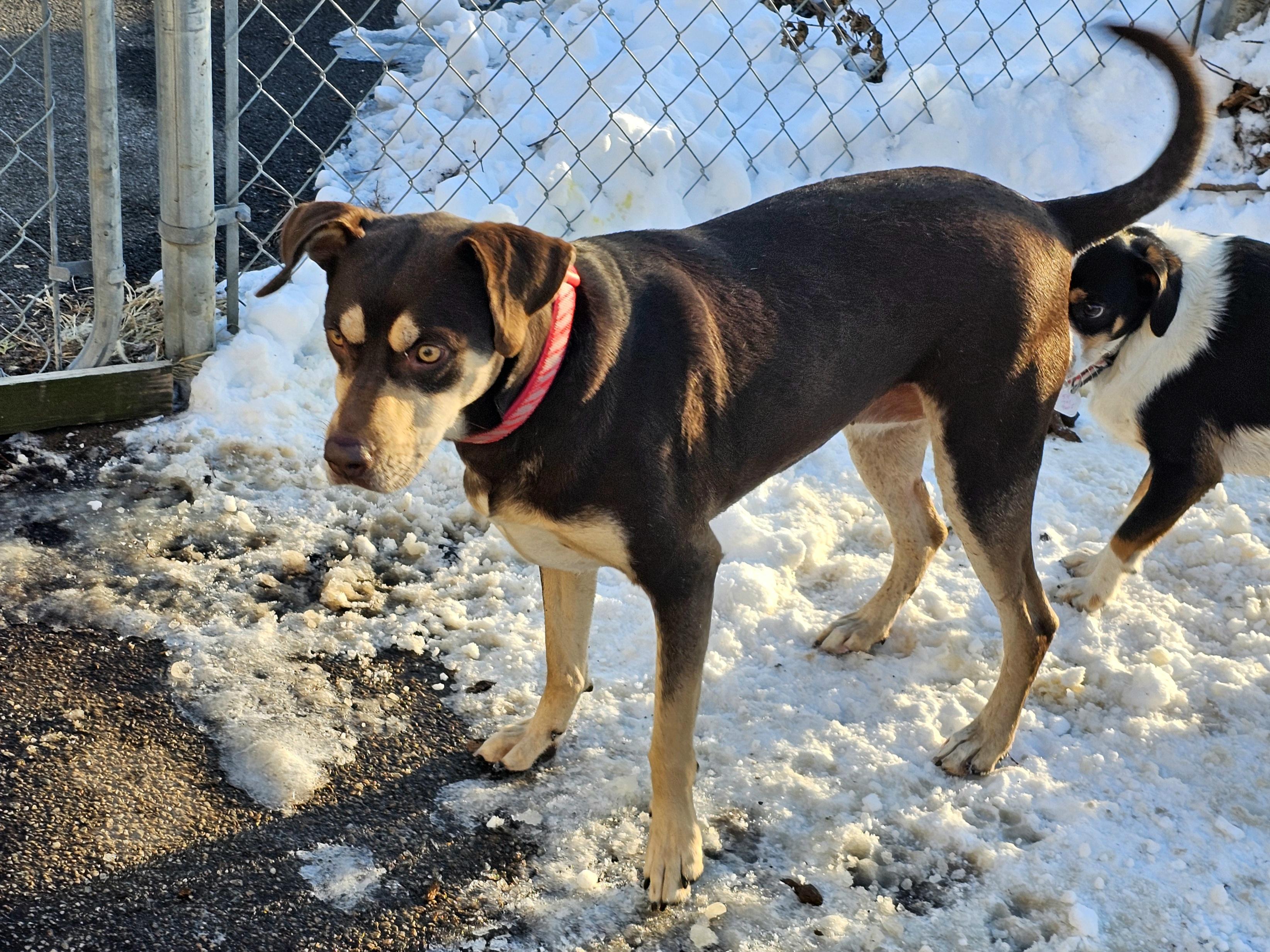 Enlarge Gabbrielle, a ADOPTABLE mixed breed in Ringwood, NJ image 1/6