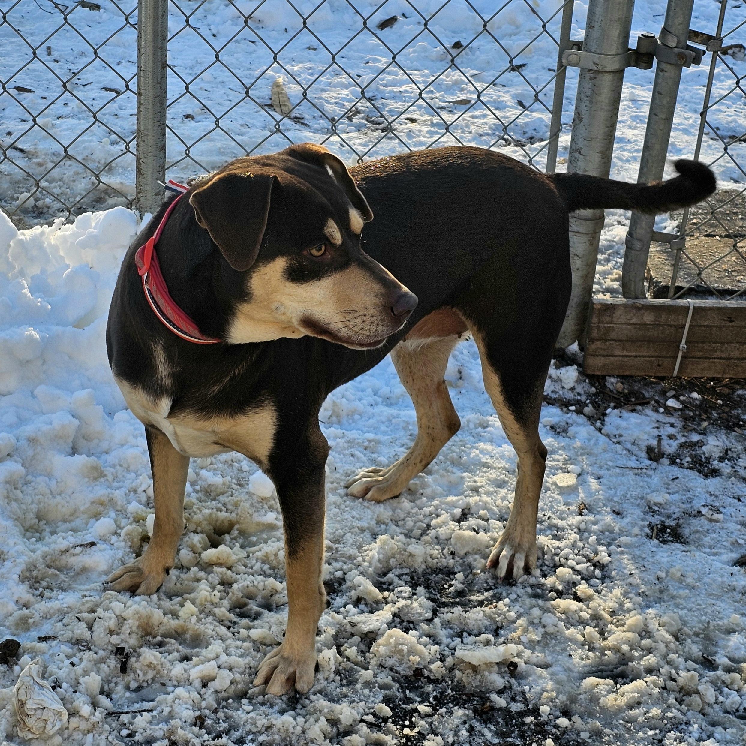 Enlarge Gabbrielle, a ADOPTABLE mixed breed in Ringwood, NJ image 3/6