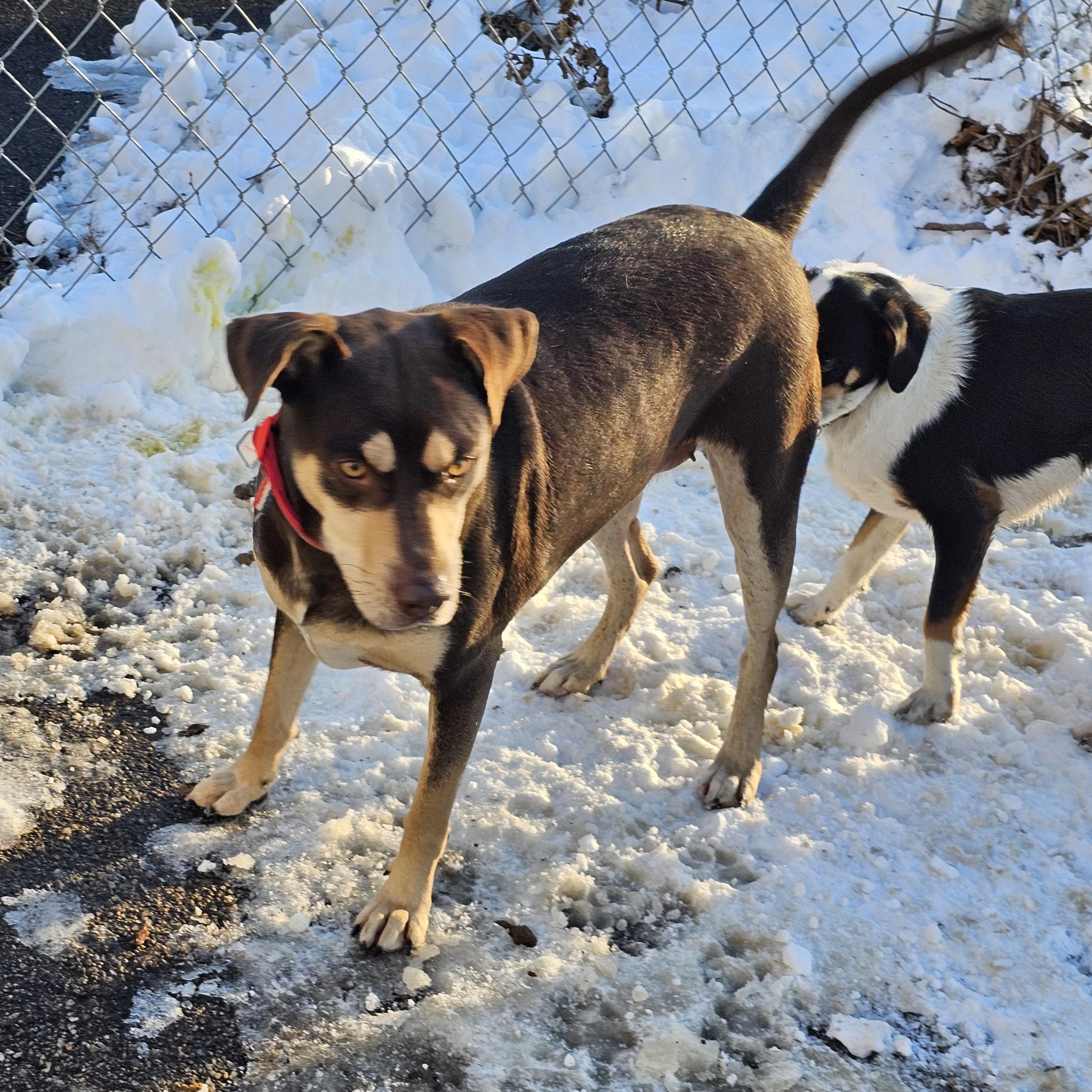 Enlarge Gabbrielle, a ADOPTABLE mixed breed in Ringwood, NJ image 4/6