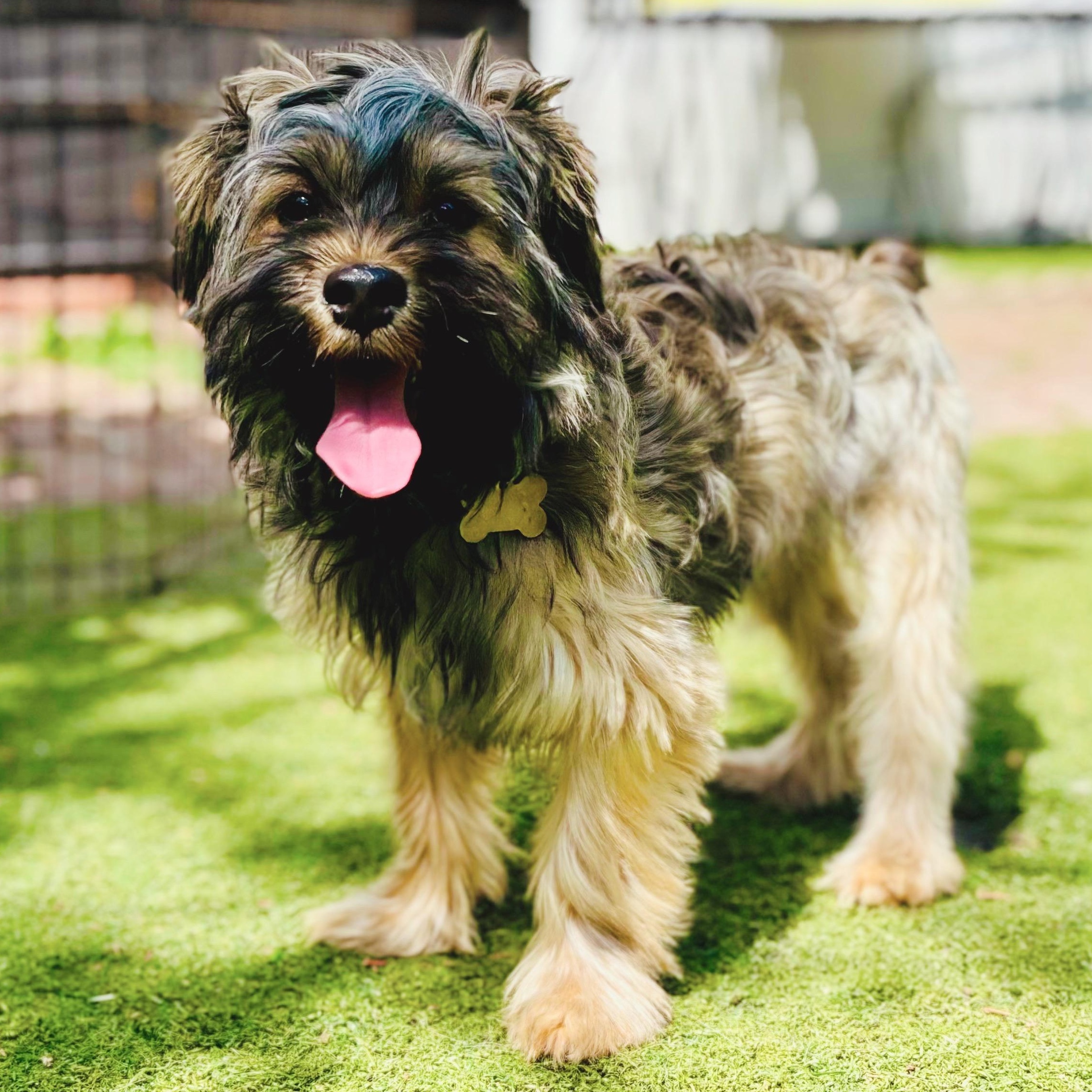 Yoshito, adopted, Puppy Male Yorkshire Terrier.