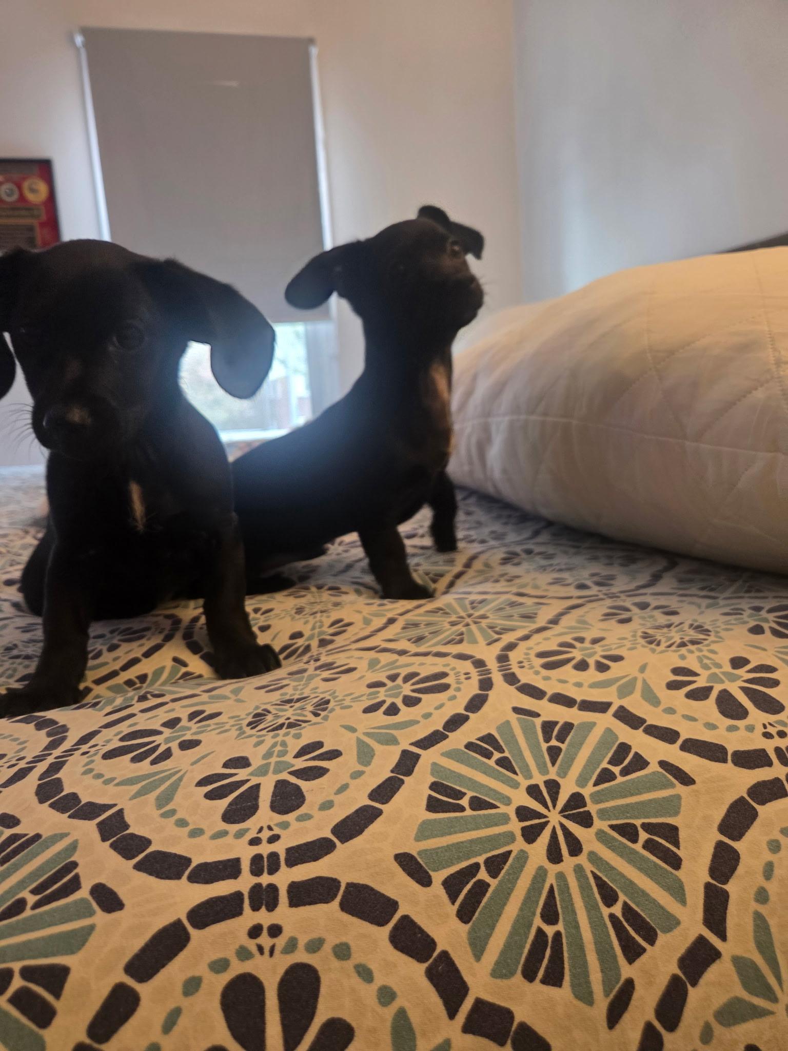 Puppies, ADOPTABLE, Puppy Female Shih Tzu & Chihuahua.