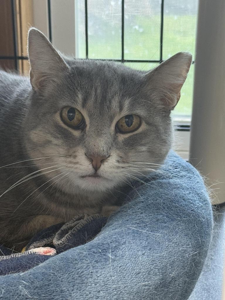 Ava, Adoptable, Adult Female Domestic Short Hair.