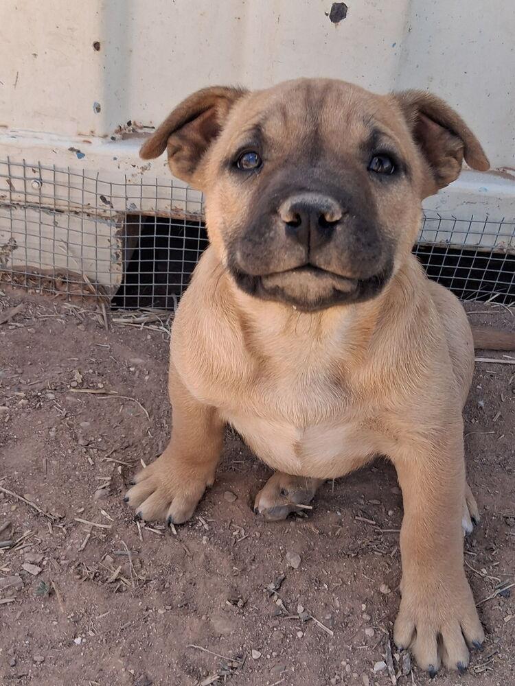 Maple, Adoptable, Puppy Female American Bully.