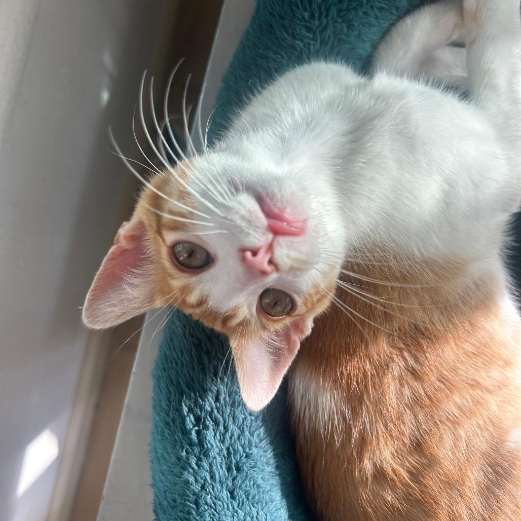Colby, Adoptable, Kitten Male Domestic Short Hair.