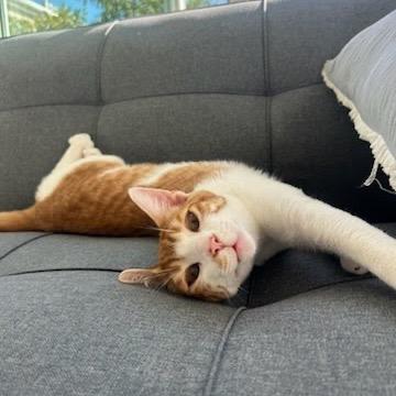 Enlarge Colby, a Adoptable Domestic Short Hair in Costa Mesa, CA image 4/6