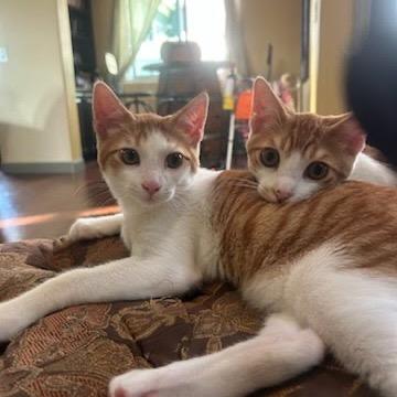 Enlarge Colby, a Adoptable Domestic Short Hair in Costa Mesa, CA image 5/6