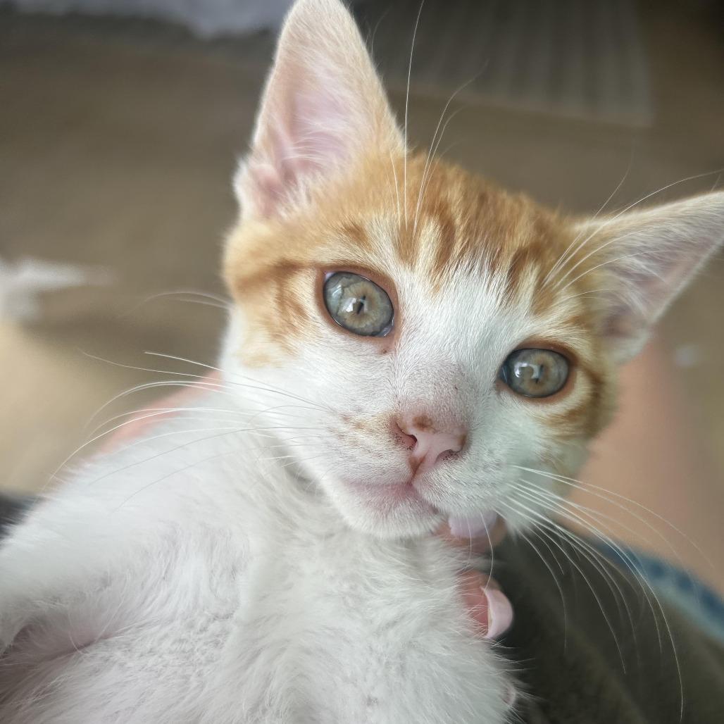 Colby, a Adoptable Domestic Short Hair in Costa Mesa, CA image 3/3