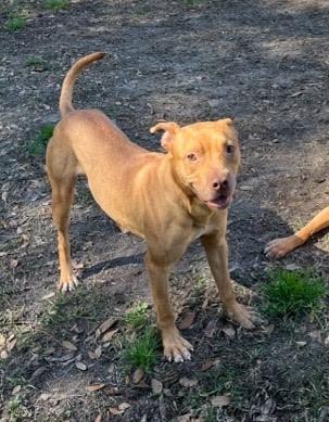 Dougie, Adoptable, Adult Male American Bulldog.
