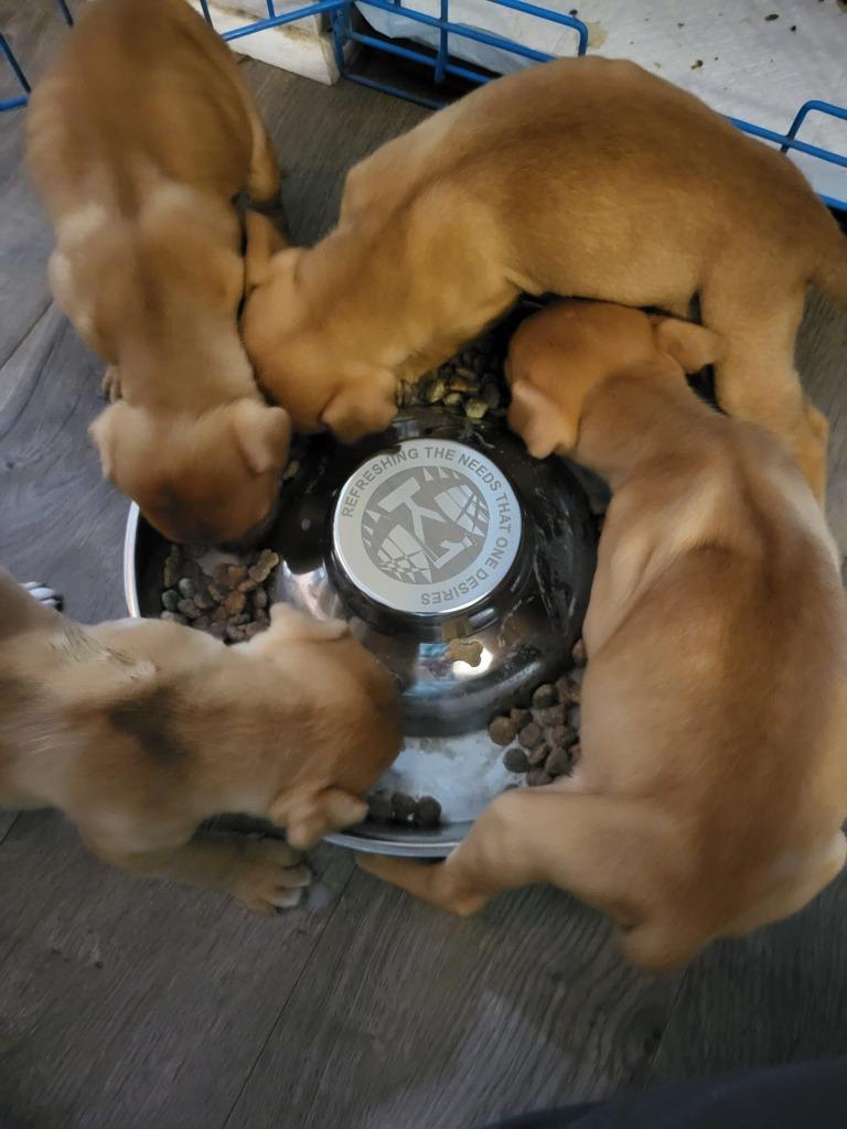 Dougie, a Adoptable American Bulldog in Hammond, LA image 3/3