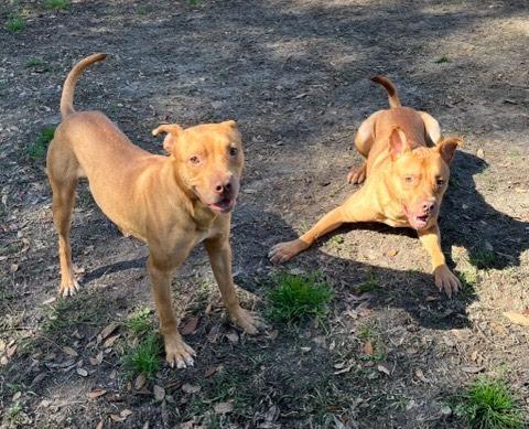 Dougie, Adoptable, Adult Male American Bulldog.