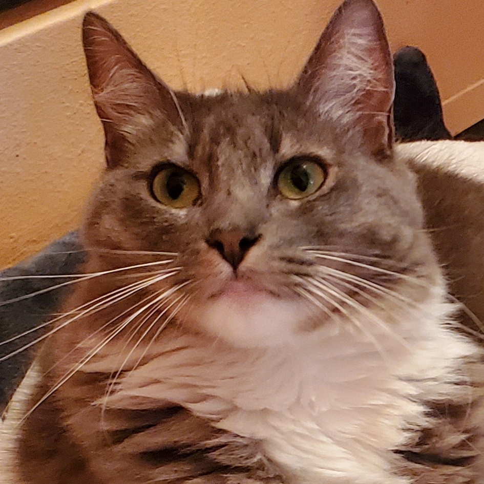 Angel, a Adoptable Domestic Medium Hair in Lansdowne, PA image 1/5