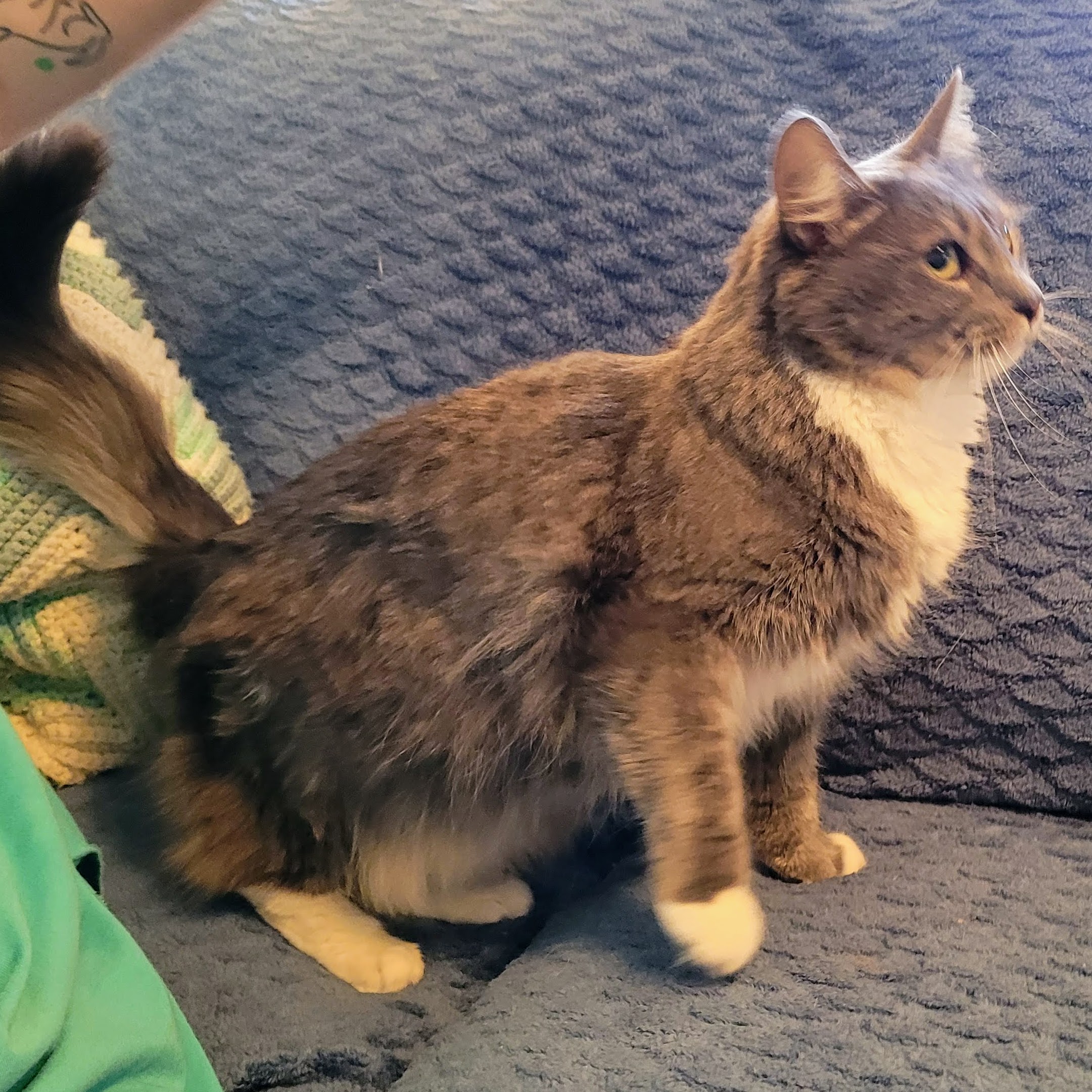 Angel, a Adoptable Domestic Medium Hair in Lansdowne, PA image 3/5