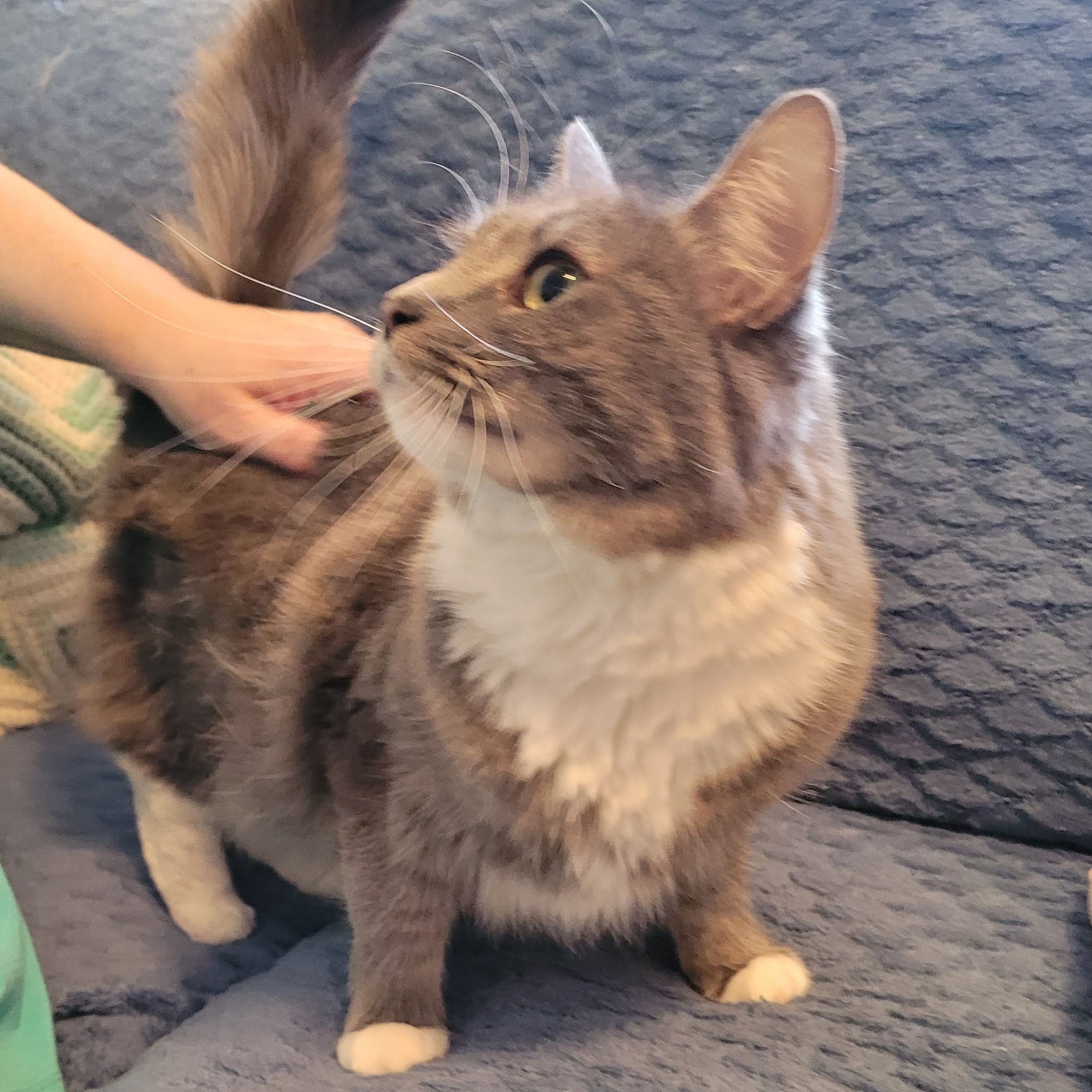 Angel, a Adoptable Domestic Medium Hair in Lansdowne, PA image 4/5