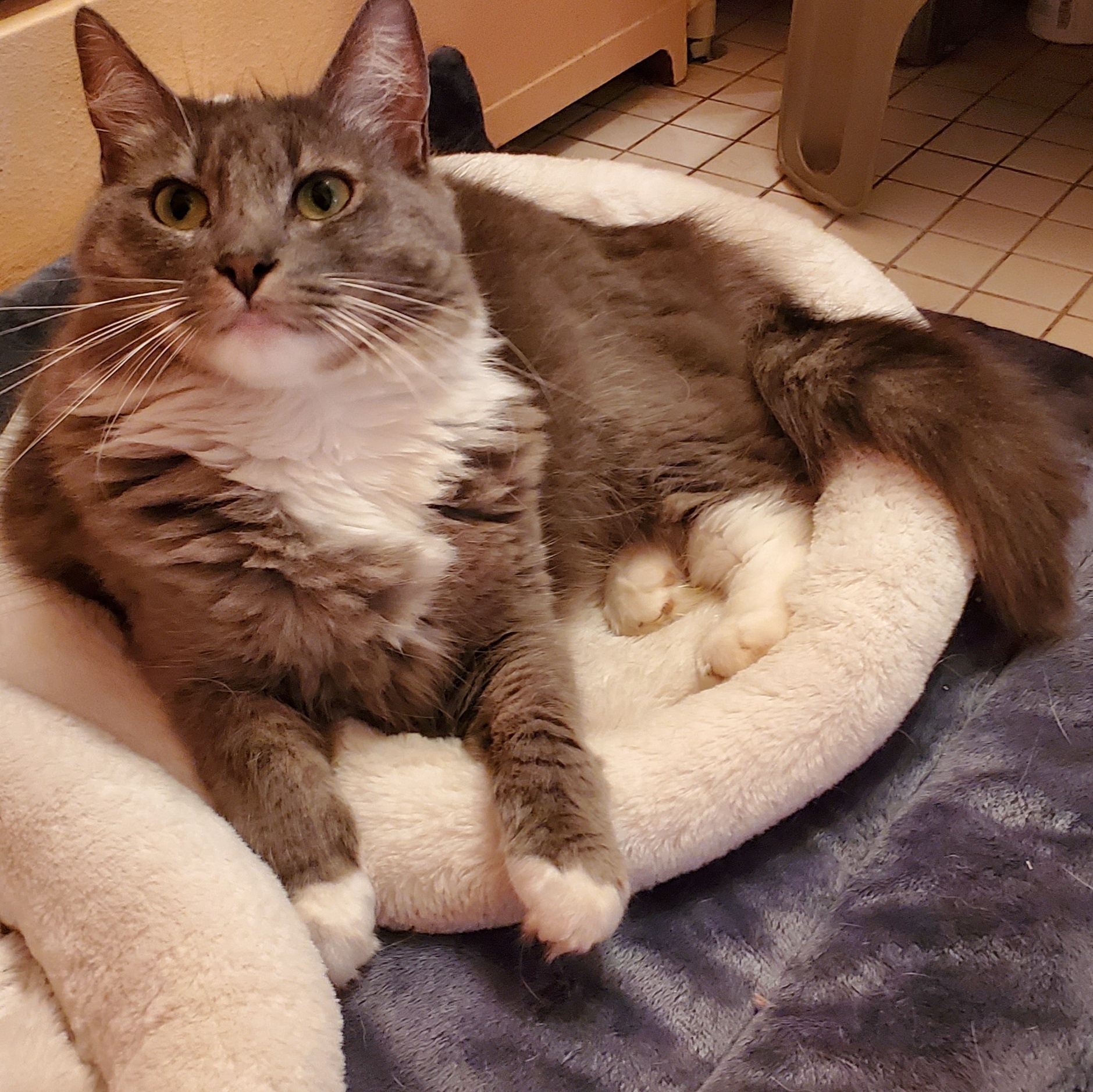 Angel, a Adoptable Domestic Medium Hair in Lansdowne, PA image 2/5