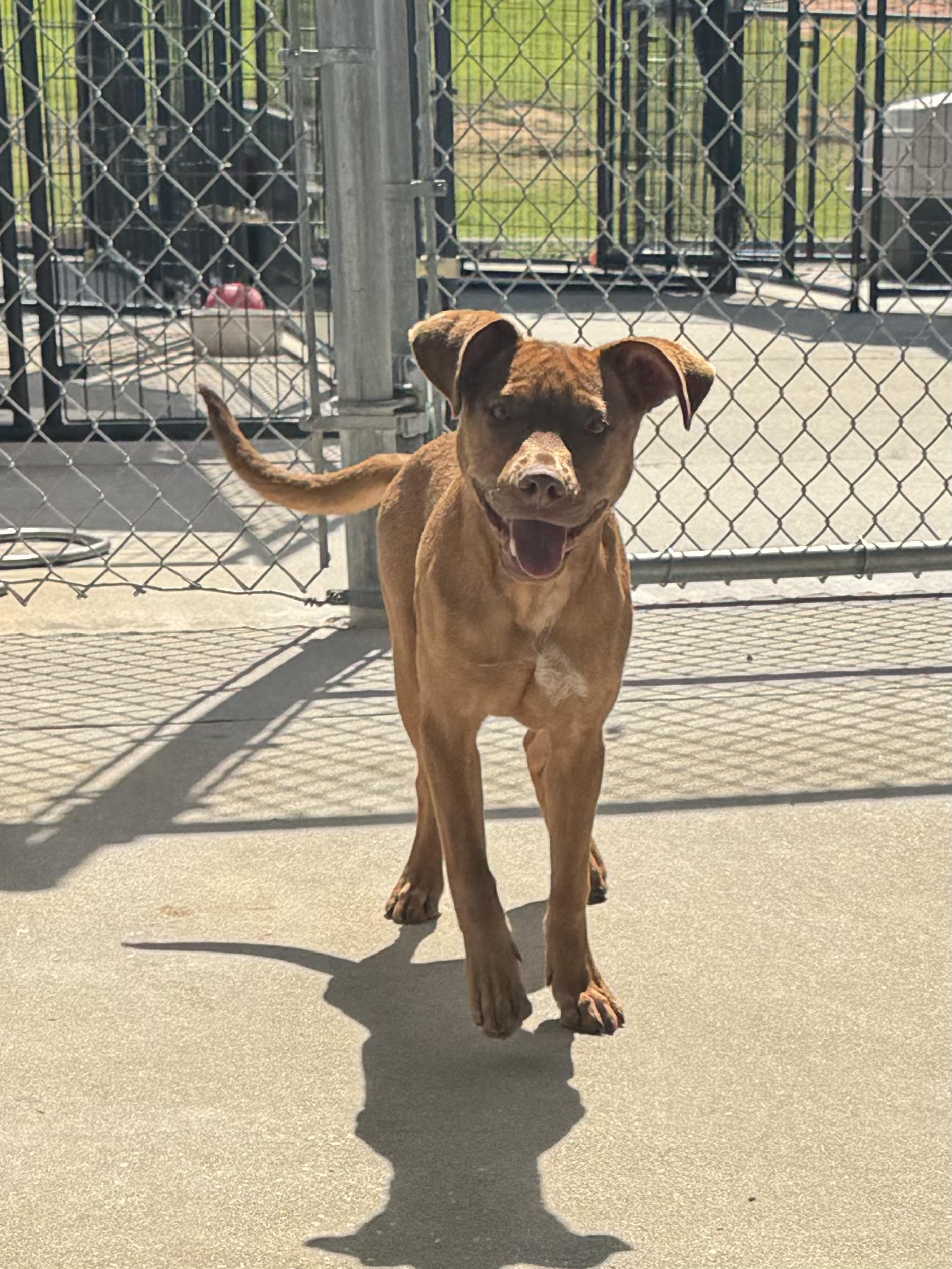 Enlarge Chippy, a ADOPTABLE Bulldog in Troy, AL image 3/3