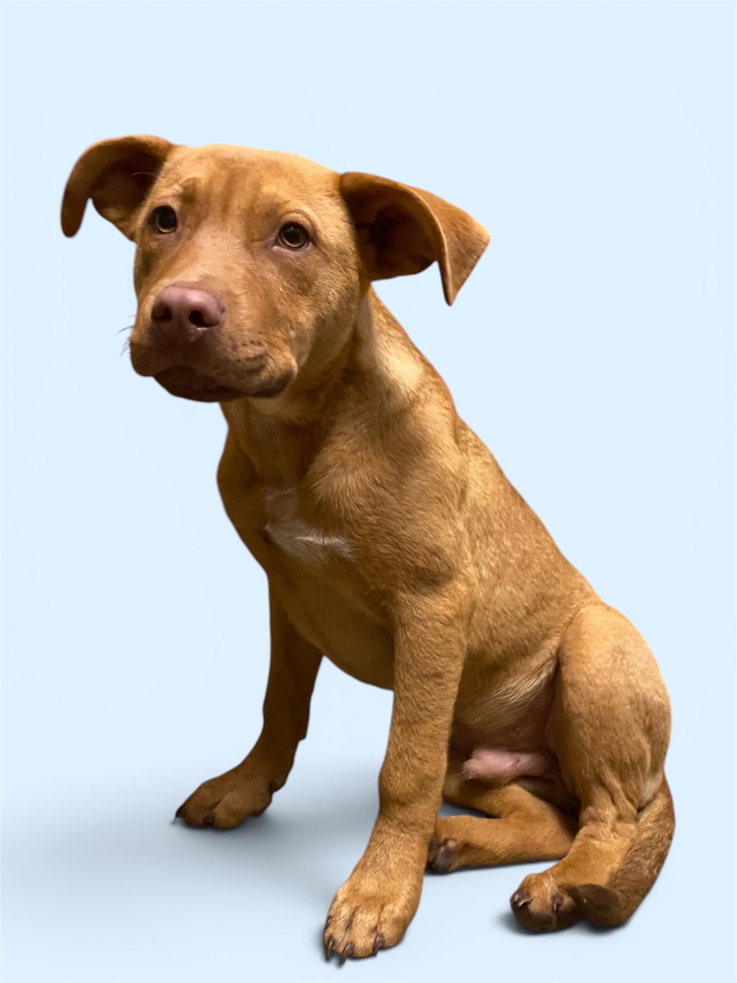 Enlarge Chippy, a ADOPTABLE Bulldog in Troy, AL image 2/3