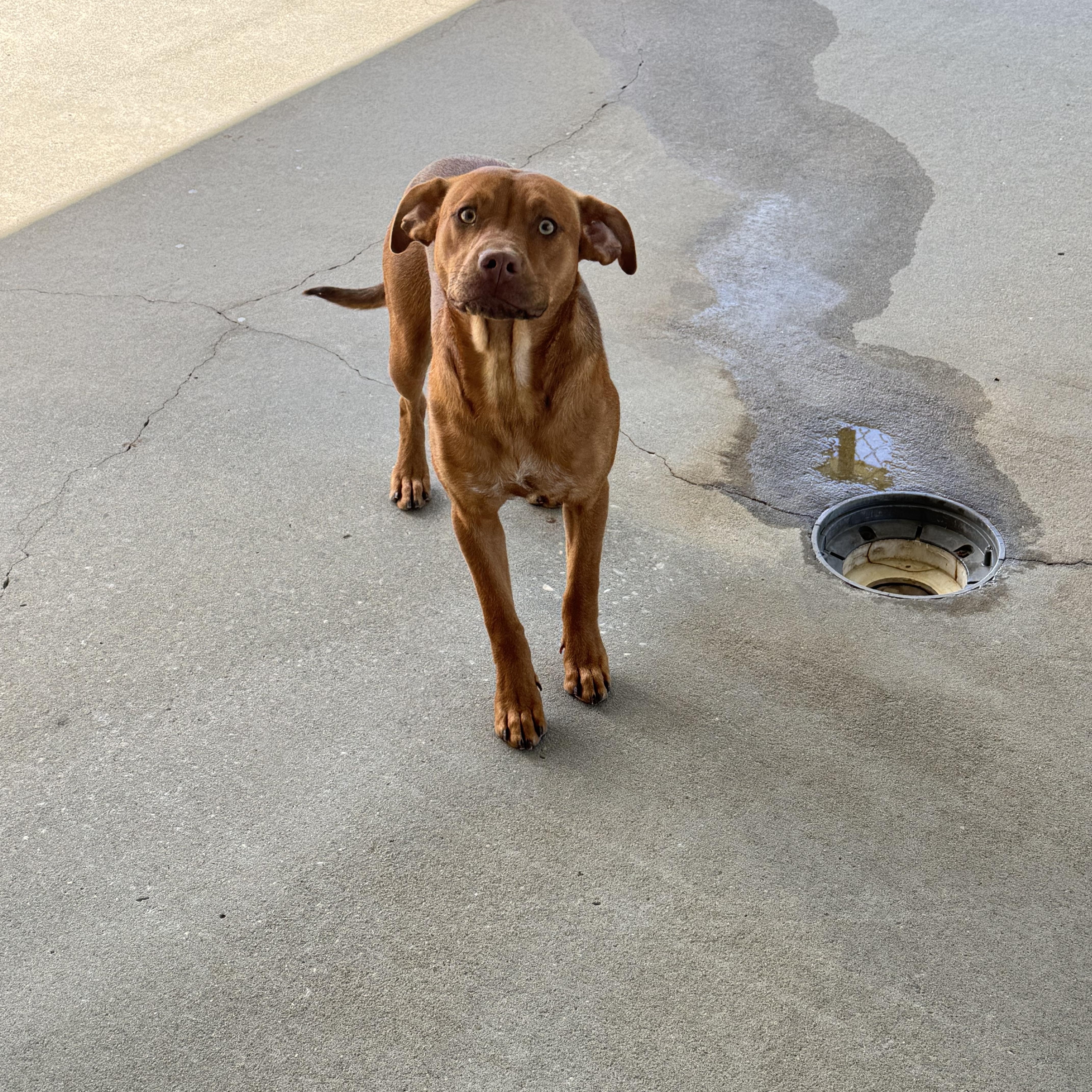 Chippy, ADOPTABLE, Young Male Bulldog.