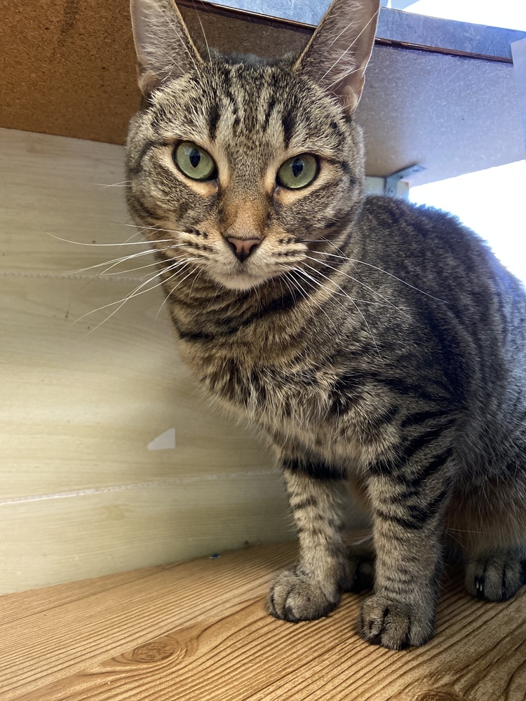 Nia, a Adoptable Domestic Short Hair in Margate, FL image 1/6