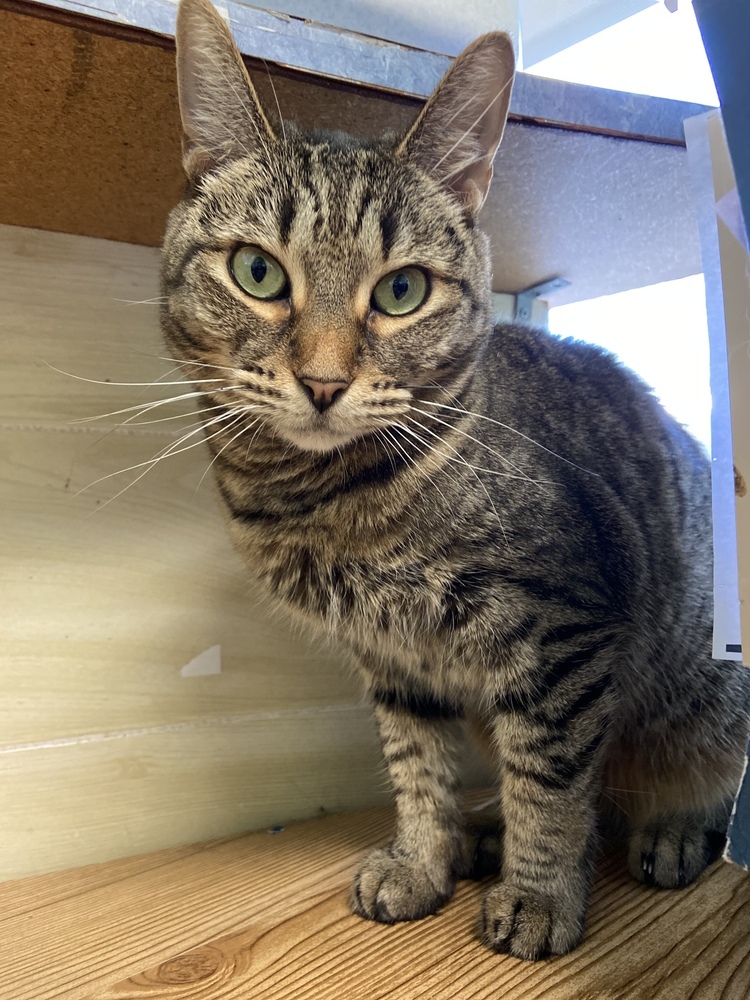 Nia, a Adoptable Domestic Short Hair in Margate, FL image 2/6