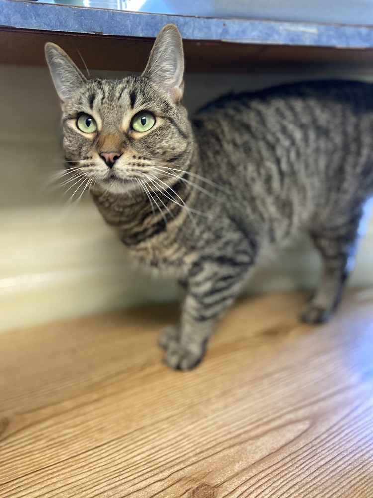Nia, a Adoptable Domestic Short Hair in Margate, FL image 3/6