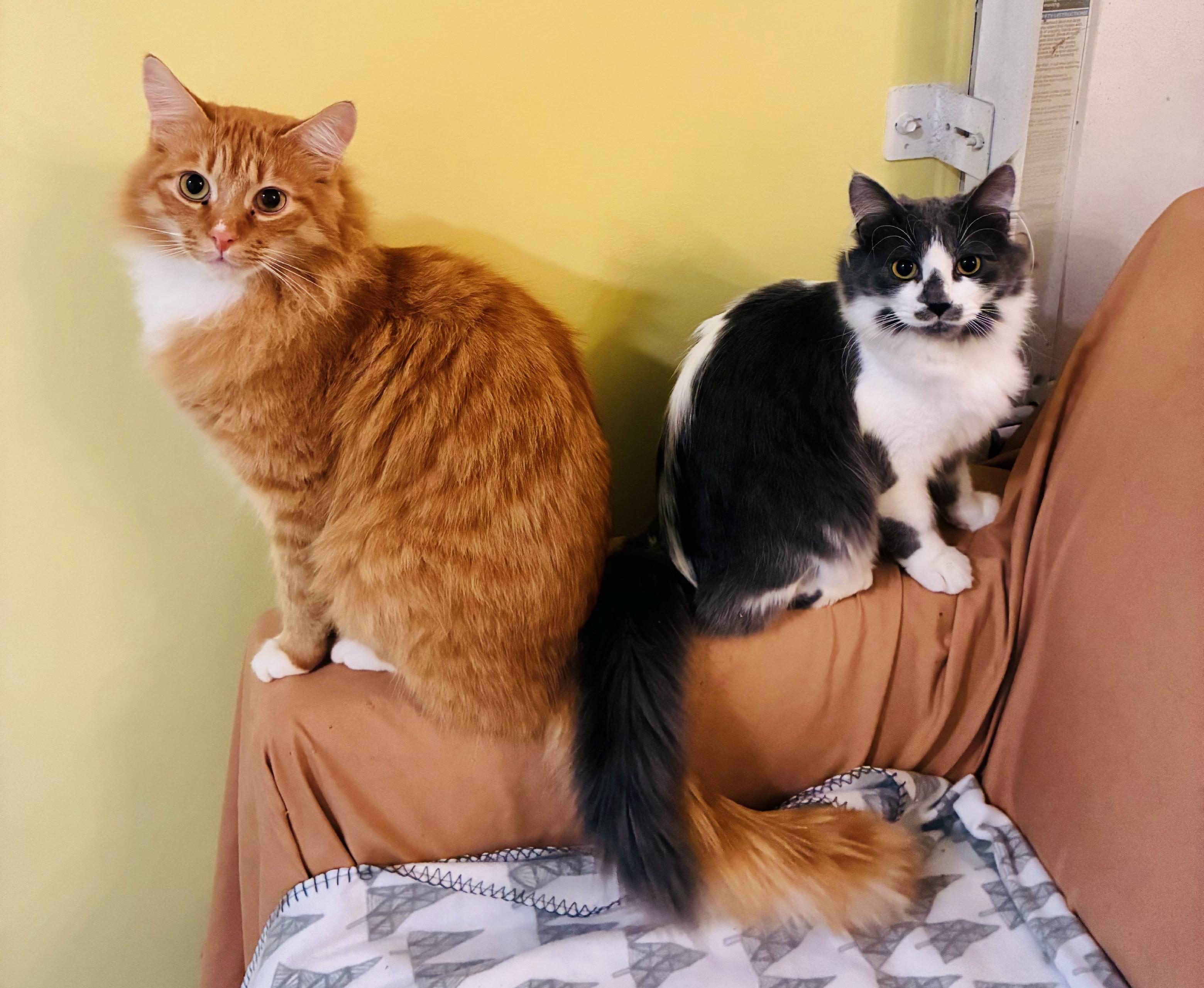 Enlarge Muffy (and Tigger), an adopted Domestic Medium Hair in Bellingham, WA image 2/5