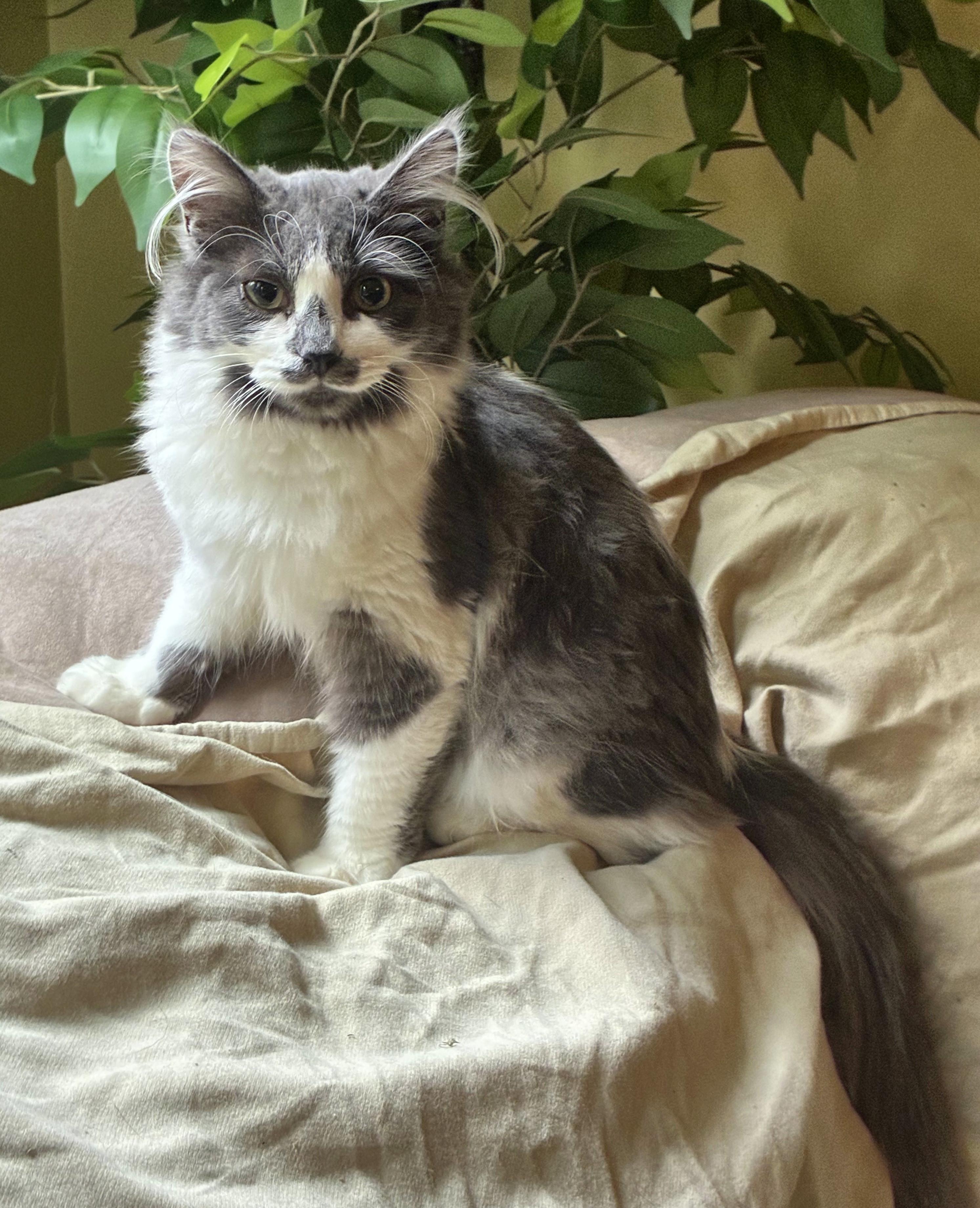 Enlarge Muffy (and Tigger), an adopted Domestic Medium Hair in Bellingham, WA image 3/5