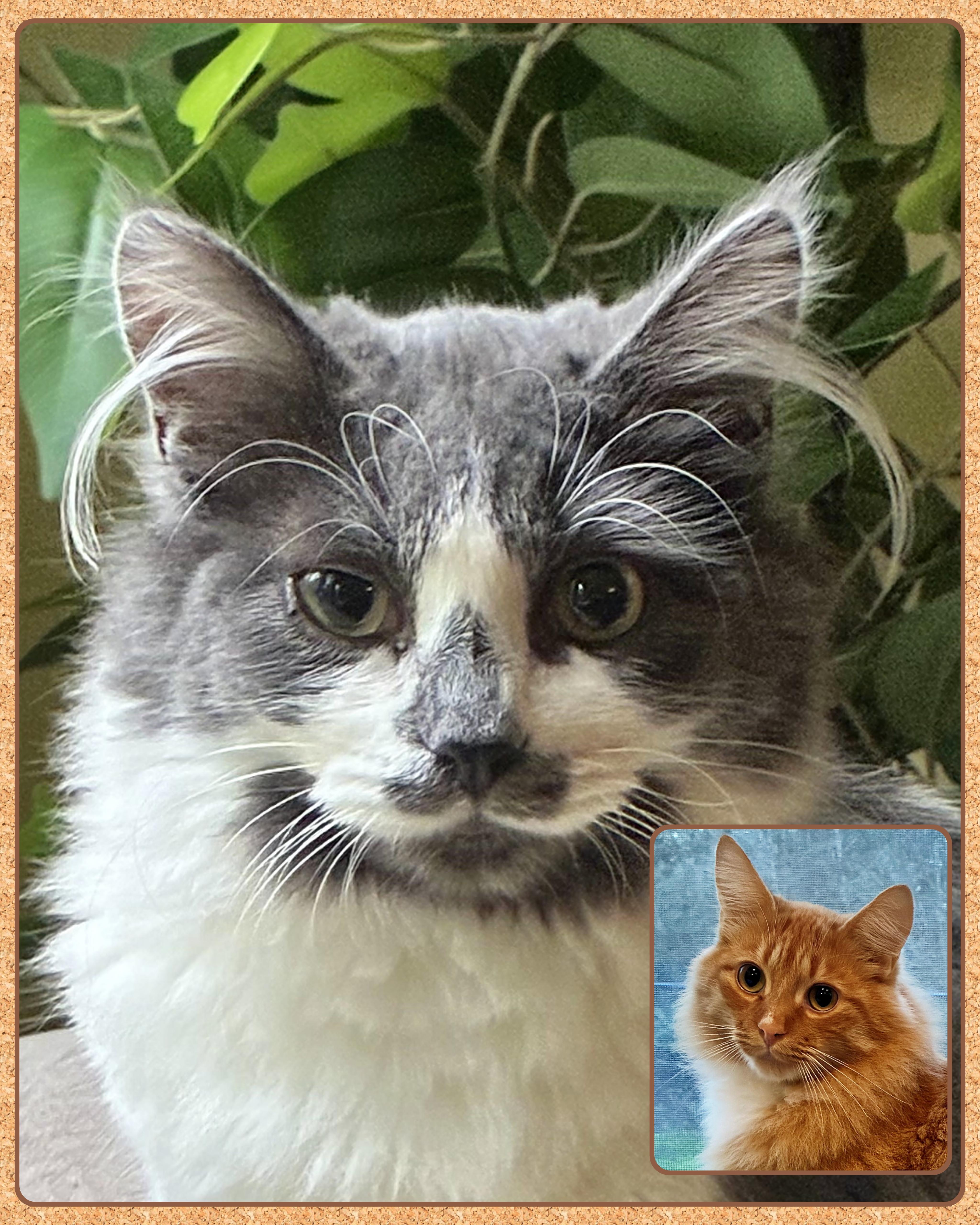 Muffy (and Tigger), adopted, Kitten Male Domestic Medium Hair.