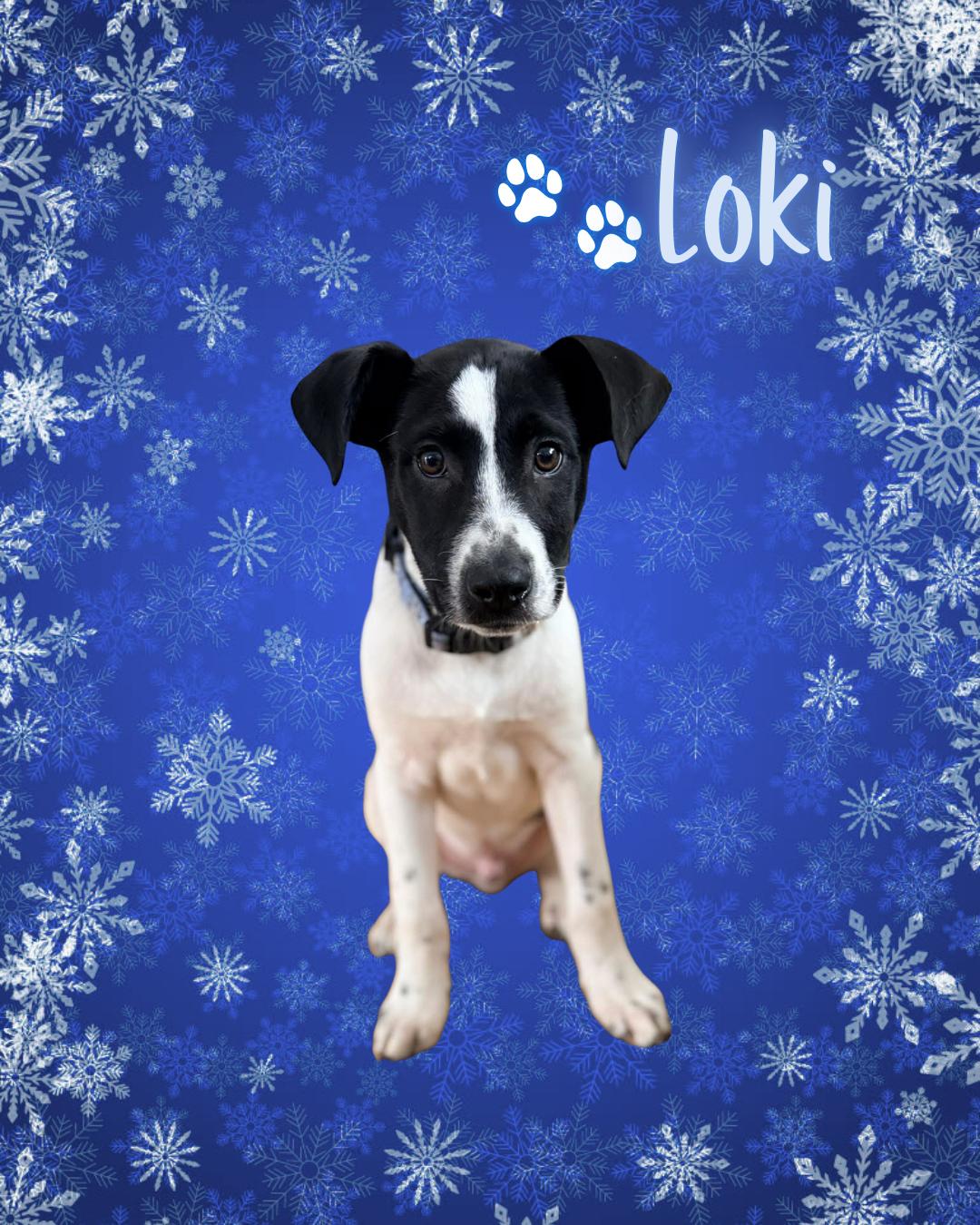 Loki, adopted, Young Male Labrador Retriever & Border Collie.