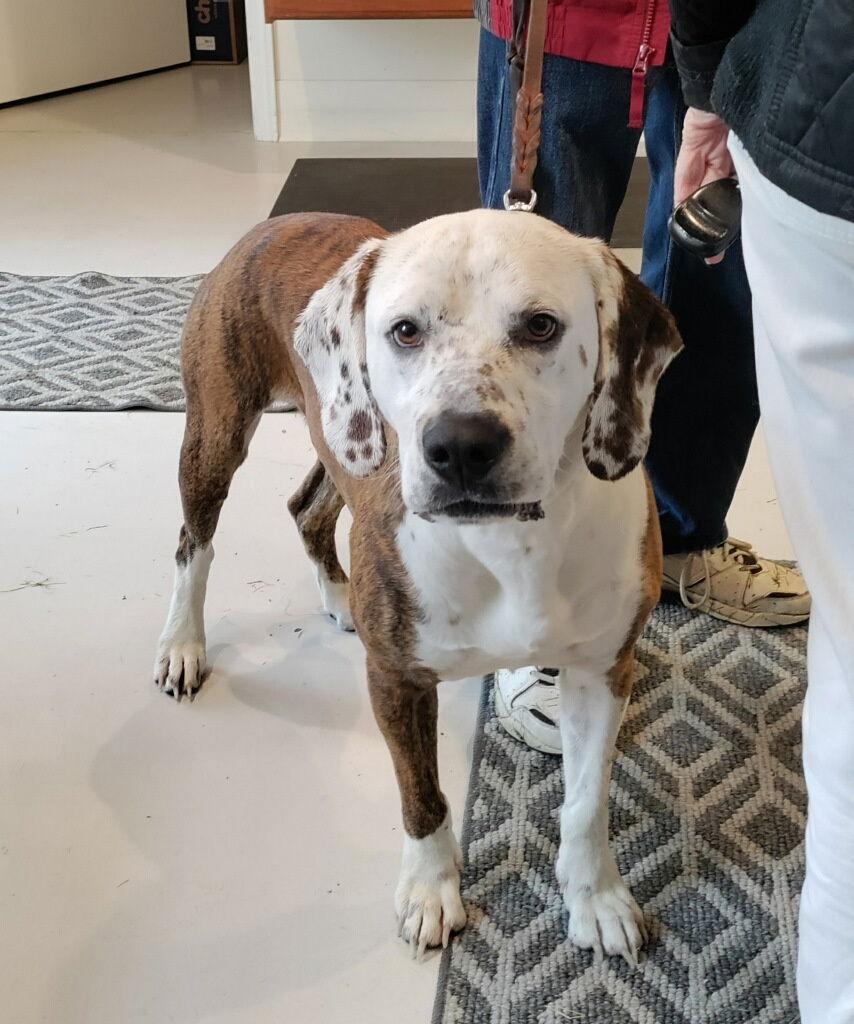 Jedi, Adoptable, Adult Male Hound & Boxer.