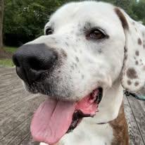 Jedi, a Adoptable mixed breed in Mount Gilead, OH image 1/2
