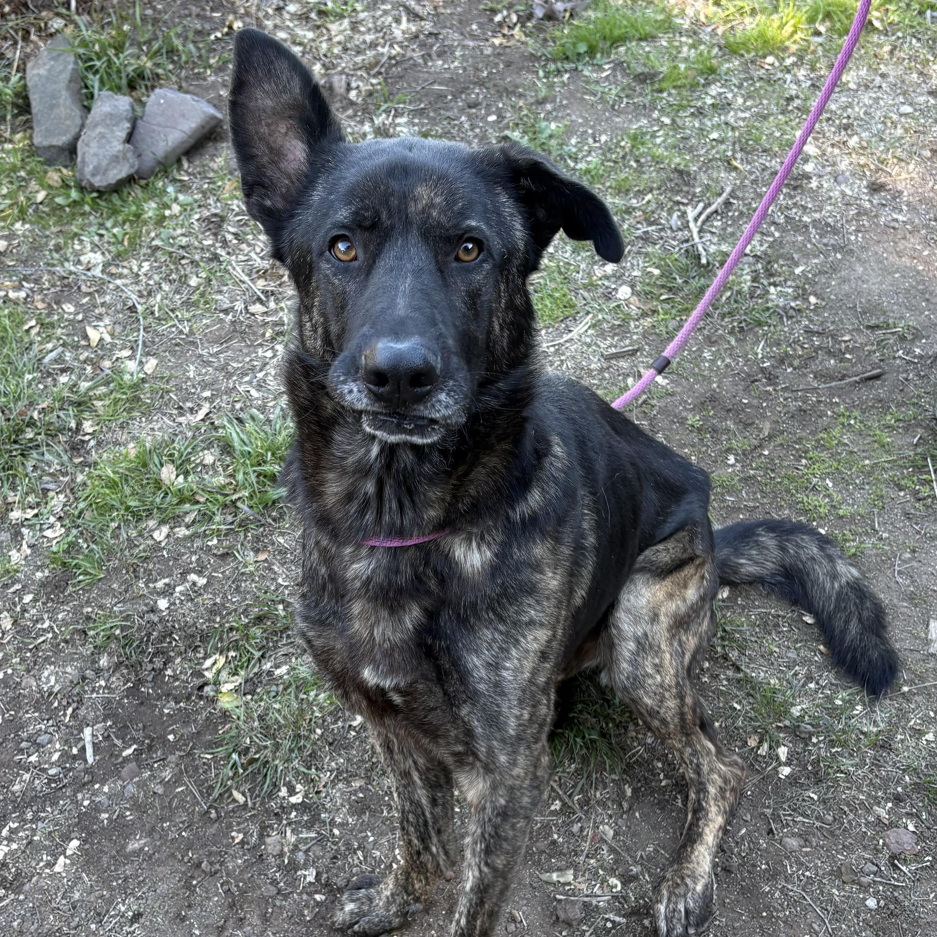 MARS, a ADOPTABLE Dutch Shepherd in Lebec, CA image 1/3