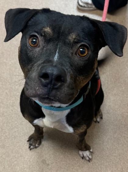 Enlarge Da Mack, a Adoptable mixed breed in Sanford, FL image 1/2