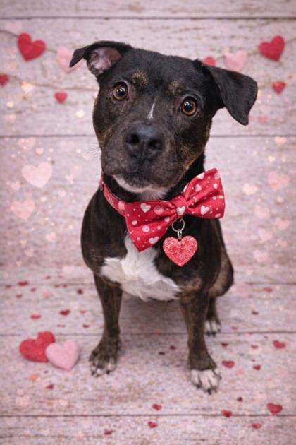 Enlarge Da Mack, a Adoptable mixed breed in Sanford, FL image 2/2
