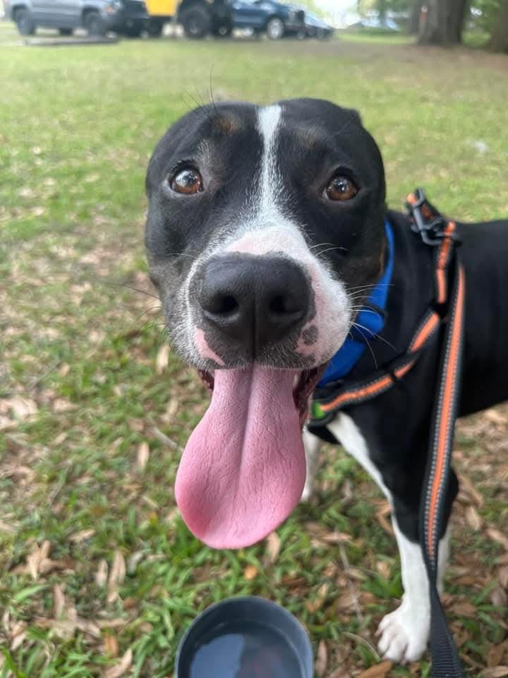 Morty, a Adopted mixed breed image 1/4