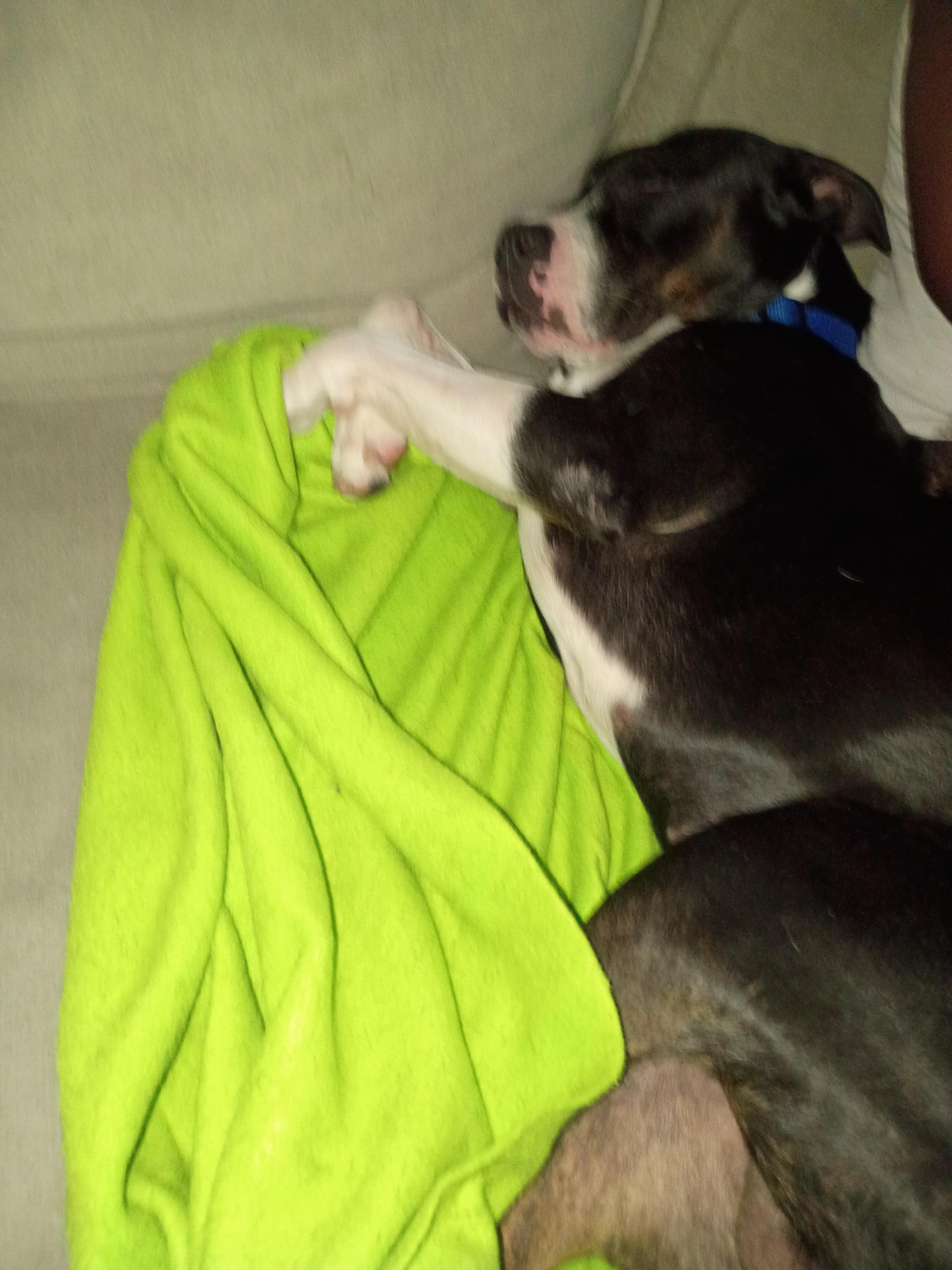 Morty, a Adopted mixed breed image 2/4