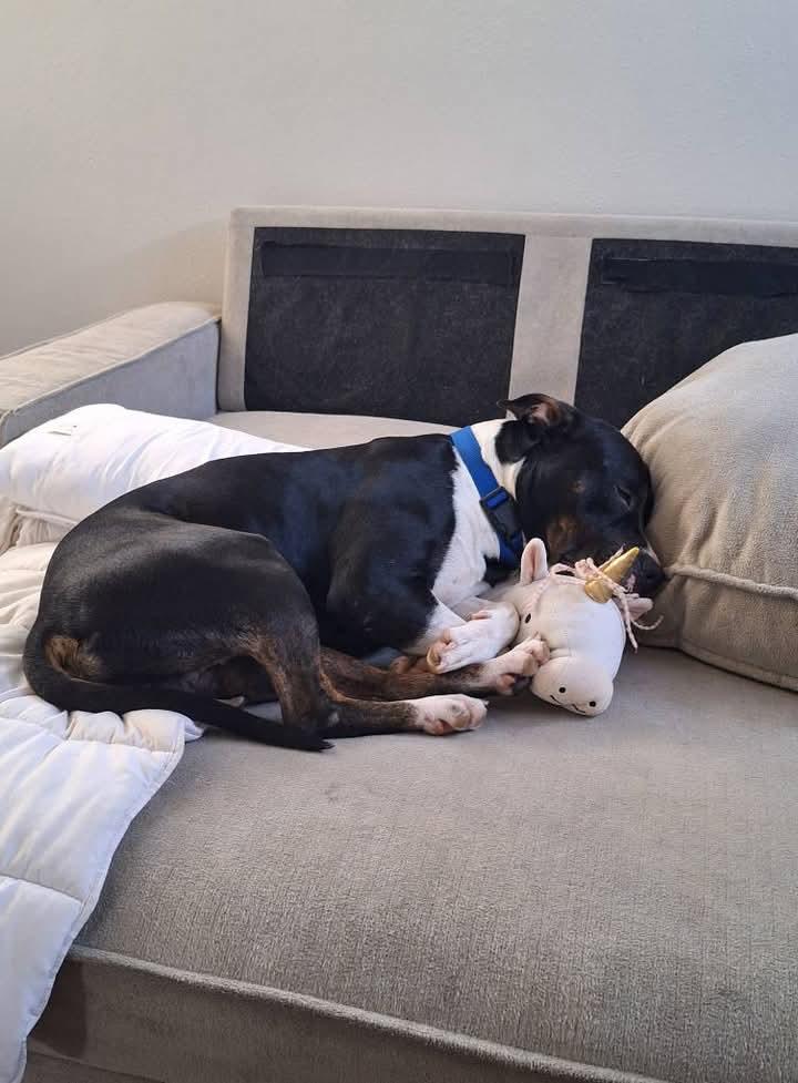 Morty, Adopted, Young Male American Staffordshire Terrier & Pit Bull Terrier.