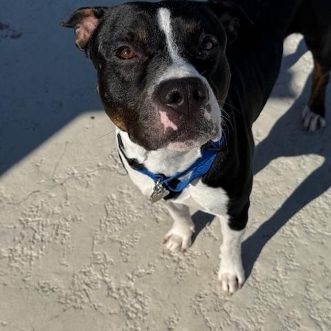 Morty, a Adopted mixed breed image 4/4