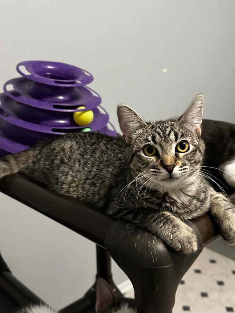 Danaiya, Baby Female Domestic Short Hair